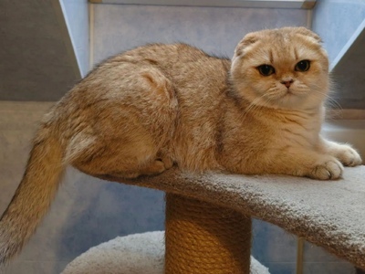 Sweety Kitty Eva