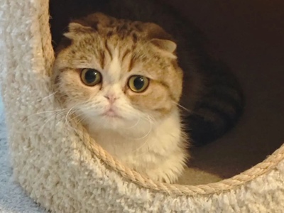 Kitty Fold Dana