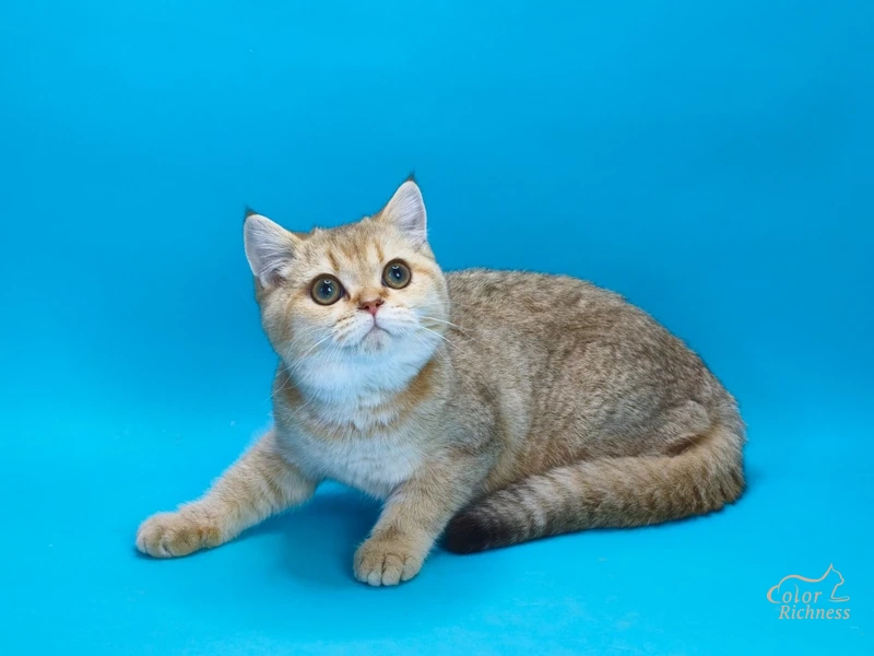 Котенок Woopy (Вупи)