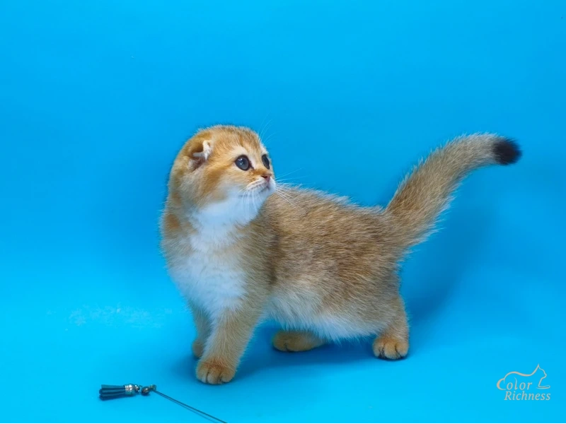 Котенок Xan (Ксан)