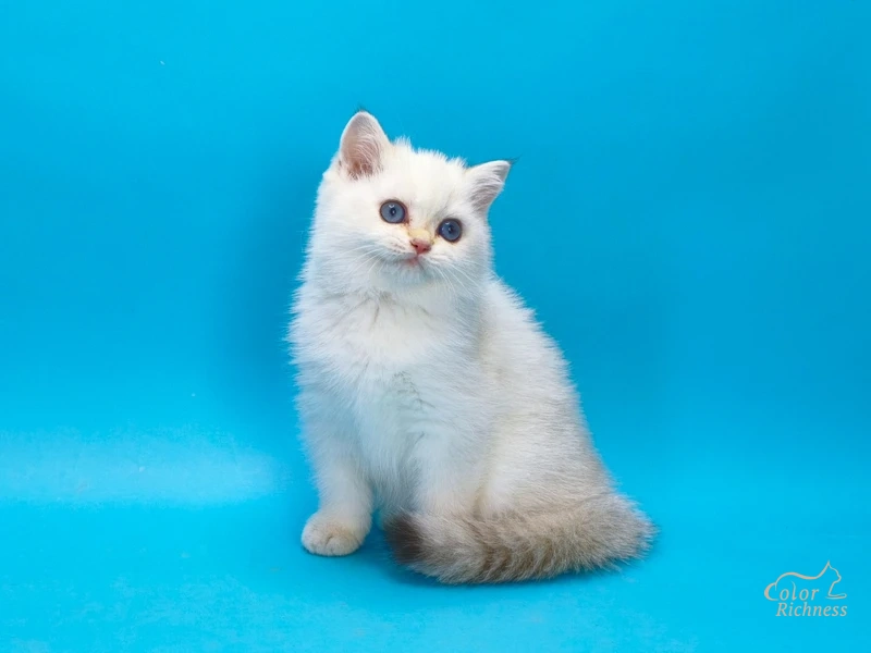 Котенок Xen (Ксен)