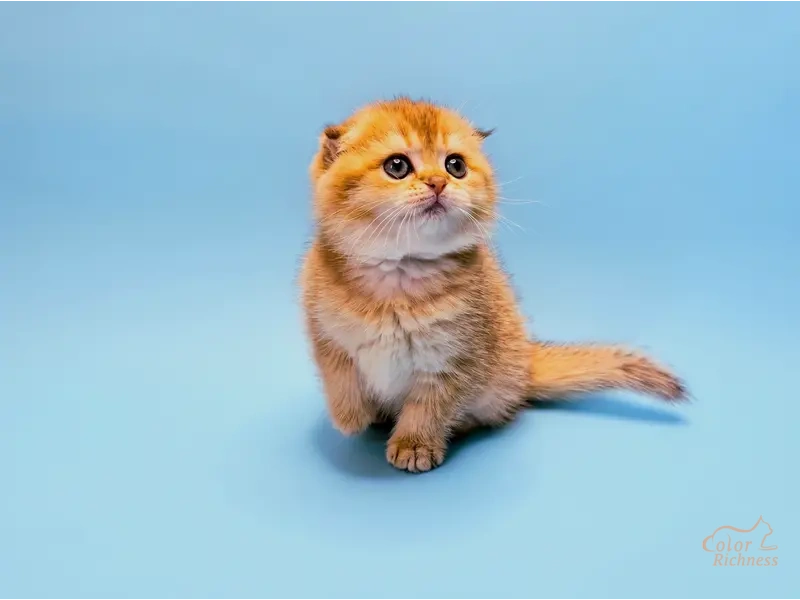 Котенок Arty (Арти)