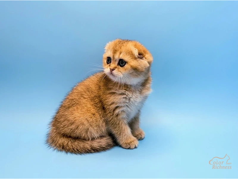 Котенок Asti (Асти)