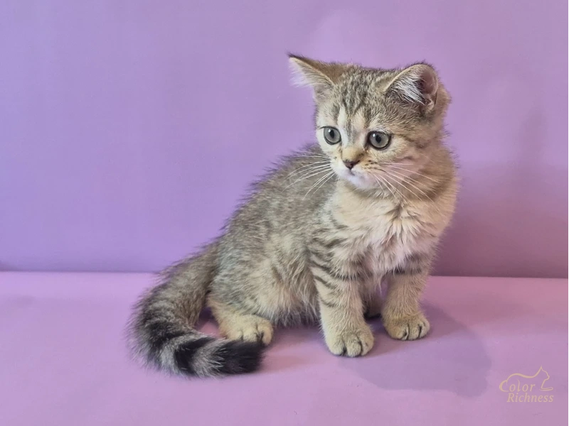Котенок Bertran (Бертран)
