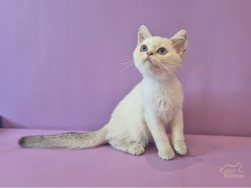 Котенок Benedikt (Бенедикт)