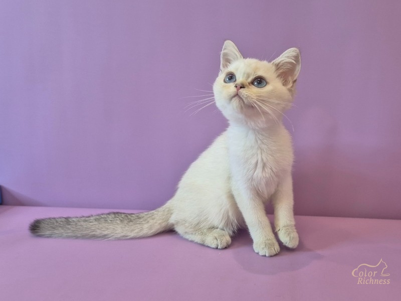 Котенок Benedikt (Бенедикт)