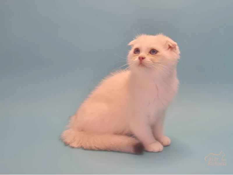 Котенок Celine (Селин)