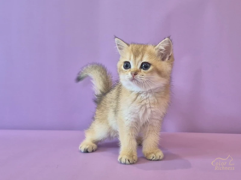 Котенок Dgenevra (Дженевра)