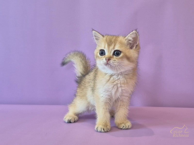 Котенок Dgenevra (Дженевра)