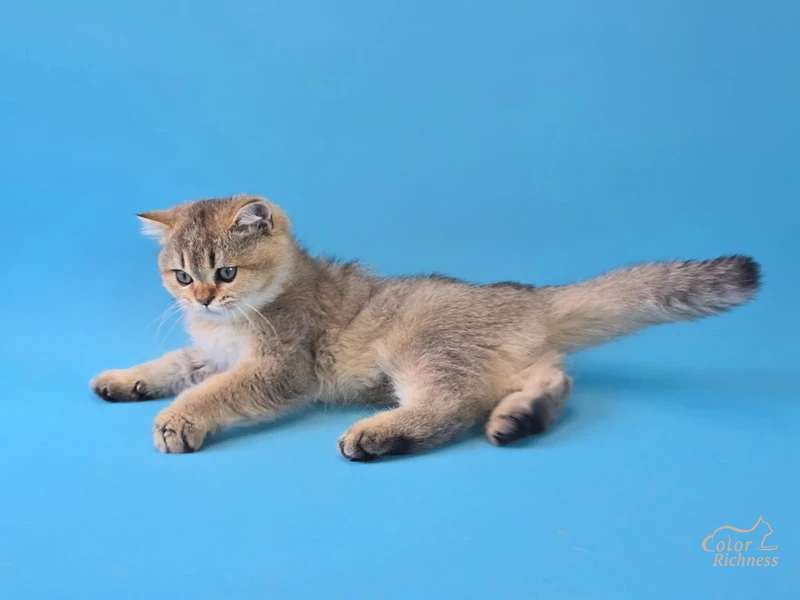 Котенок Elian (Элиан)