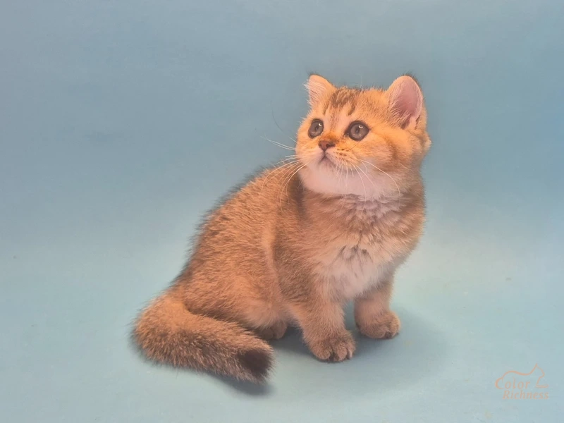 Котенок Evredika (Эвредика)
