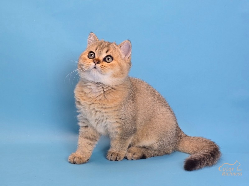Котенок Evredika (Эвредика)