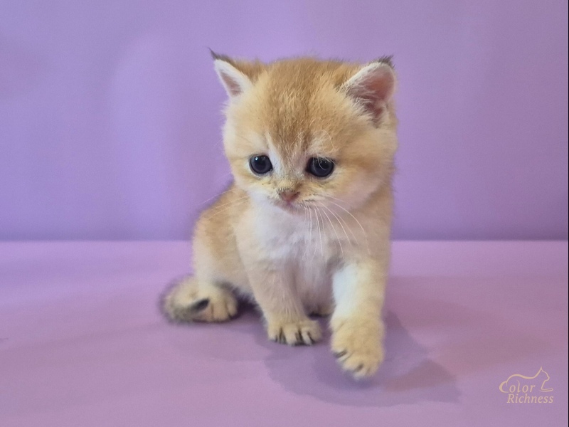 Foster (Фостер)