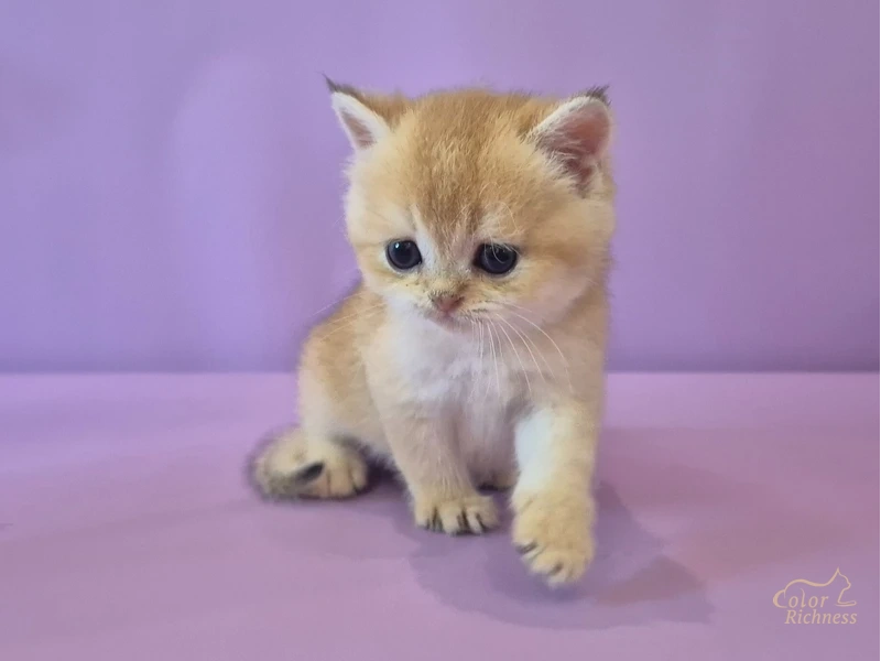 Котенок Foster (Фостер)