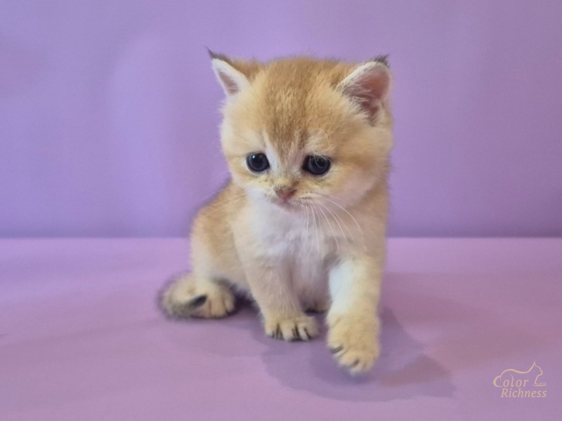 Котенок Foster (Фостер)