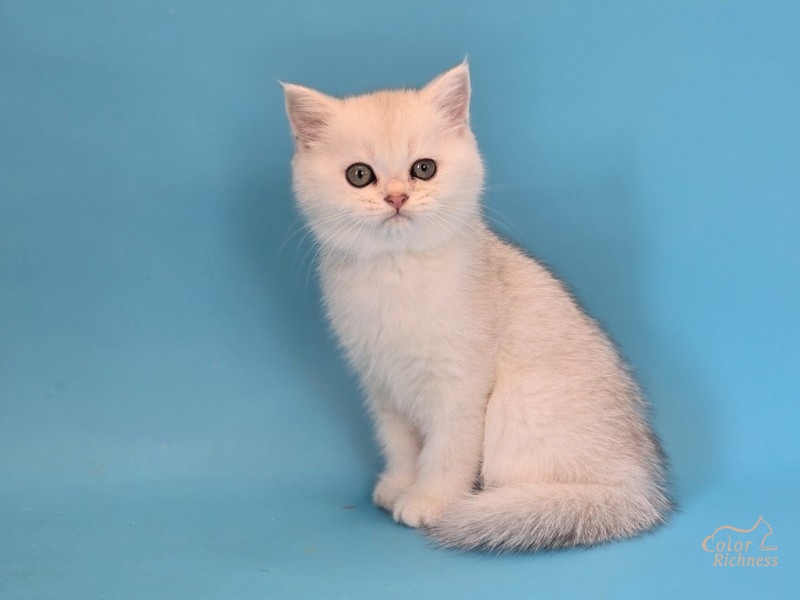 Котенок Giordano (Джордано)