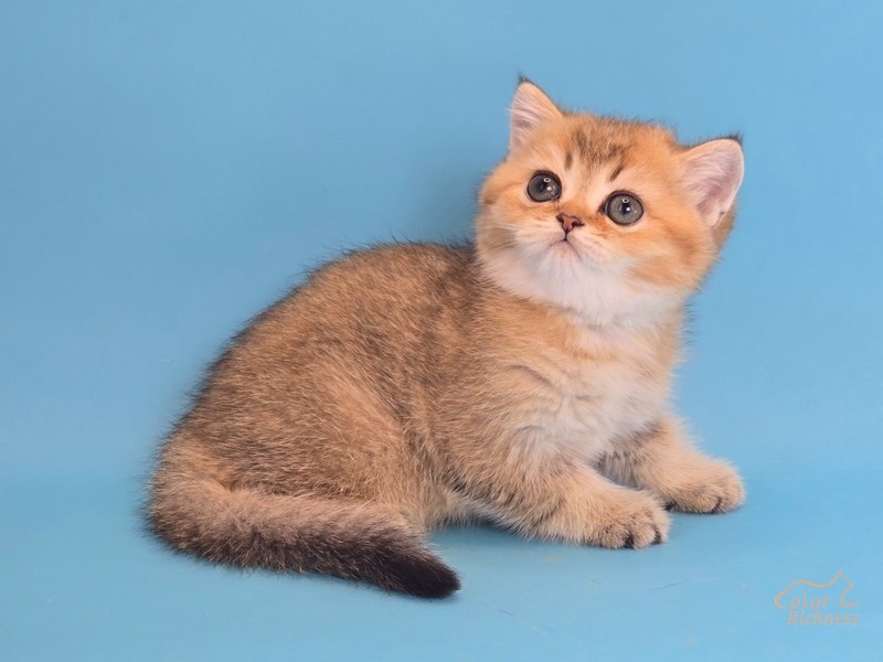 Котенок Giovanni (Джованни)