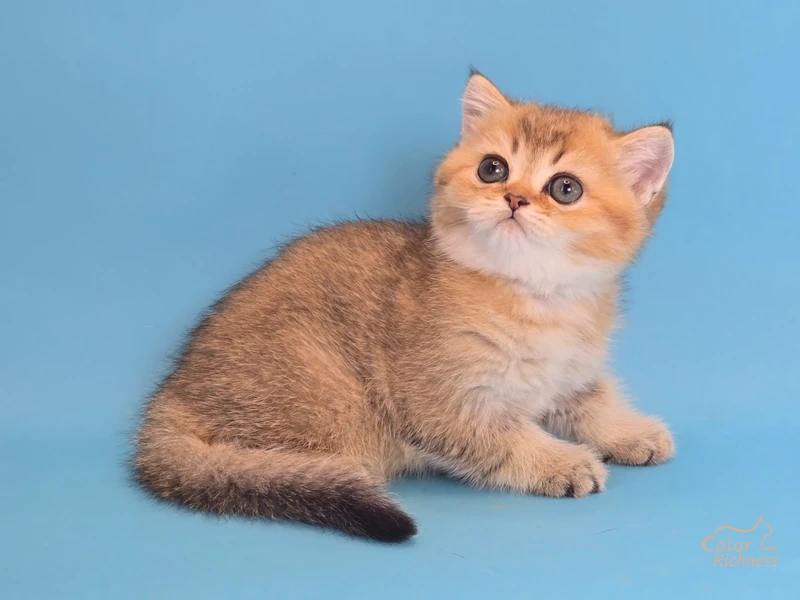 Котенок Giovanni (Джованни)