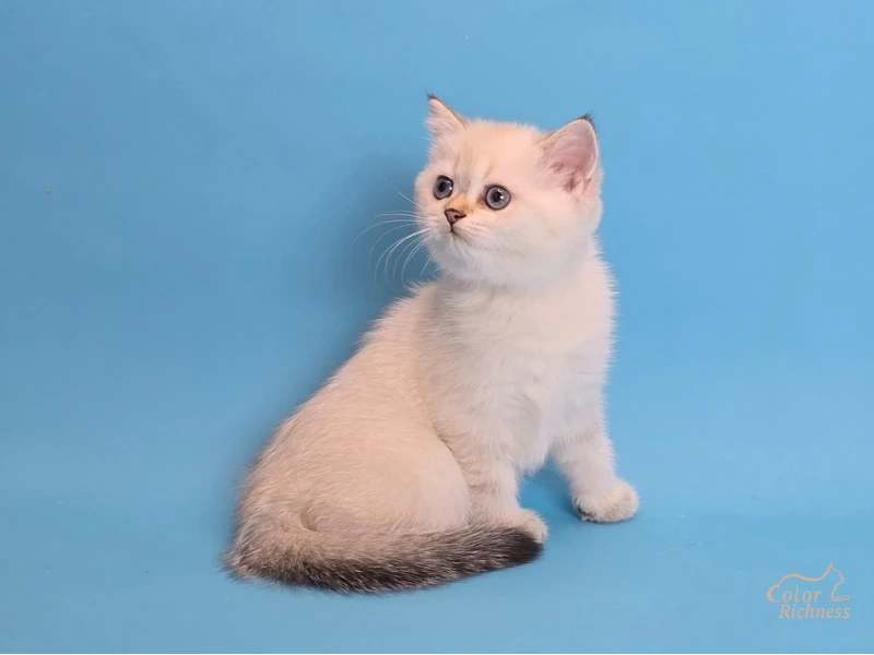 Котенок Gioconda (Джоконда)