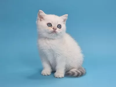 Котенок Irene (Ирен)