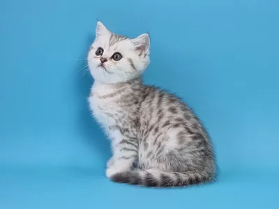 Котенок Iris (Айрис)