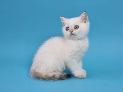 Котенок Irida (Ирида)