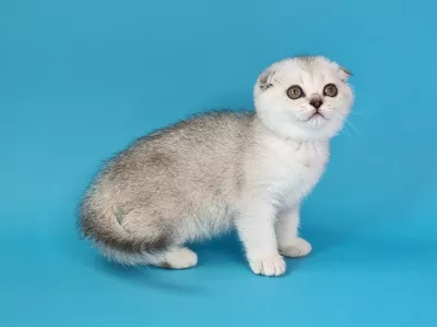 Котенок Gladys (Глэдис)
