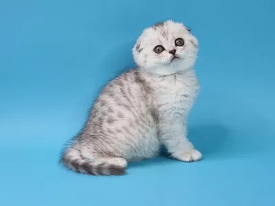Котенок Grace (Грэйс)