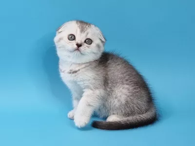 Котенок Gwen (Гвен)