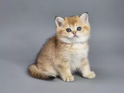 Котенок Focus (Фокус)