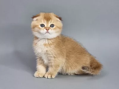 Котенок Fusion (Фьюжен)