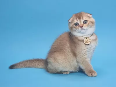 Kitten Jacqueline Color Richness