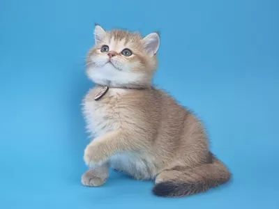 Kitten Joker Color Richness