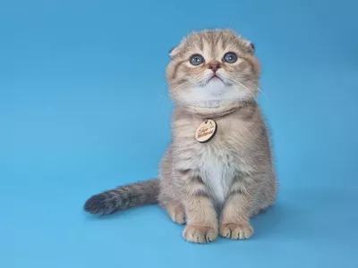 Kitten Jared Color Richness