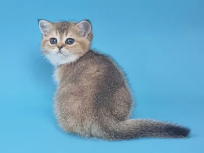 Kitten Jiselle Color Richness