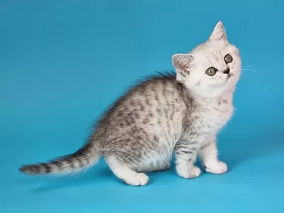 Котенок Gerda (Герда)