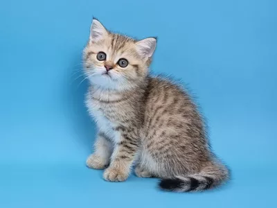 Котенок Ivor (Айвор)