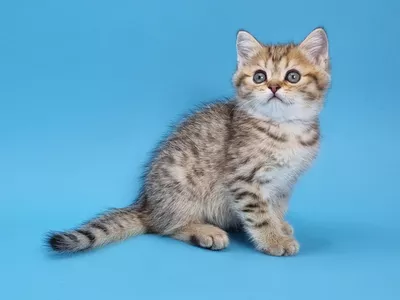 Котенок Iden (Иден)