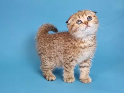 Котенок Kida (Кида)