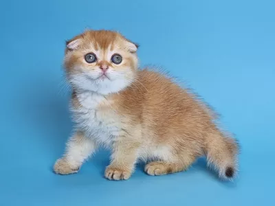 Котенок Kai (Кай)
