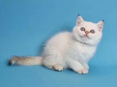 Котенок Klyde (Клайд)