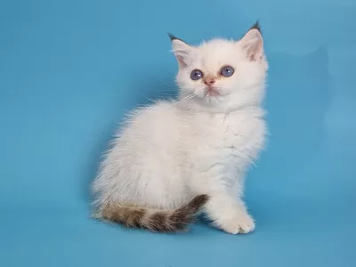 Котенок Kollin (Коллин)