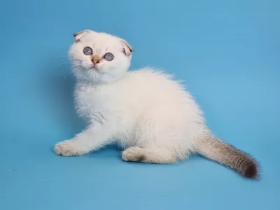 Котенок Konnor (Коннор)