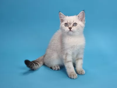 Котенок Lady (Леди)