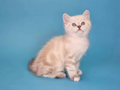 Котенок Laurel (Лаурель)