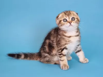 Котенок Lloyd (Ллойд)