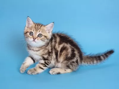 Котенок Lord  (Лорд)