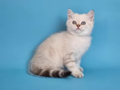 Котенок Land (Лэнд)