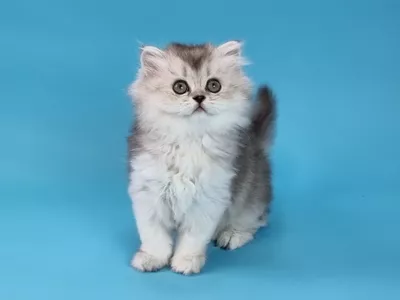 Котенок Nectar (Нектар)