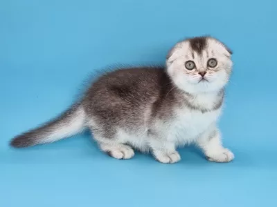 Котенок Nimfey (Нимфей)